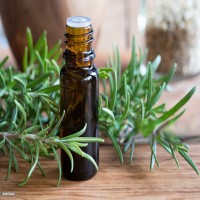 Rosemary Oil Picture